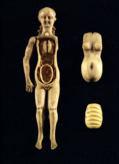 Pop die de anatomie van het menselijk lichaam toont door German School