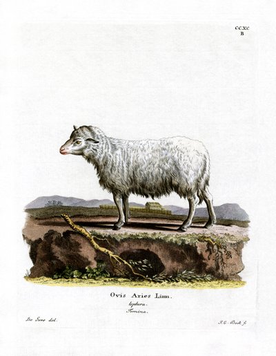 Huisschaap door German School