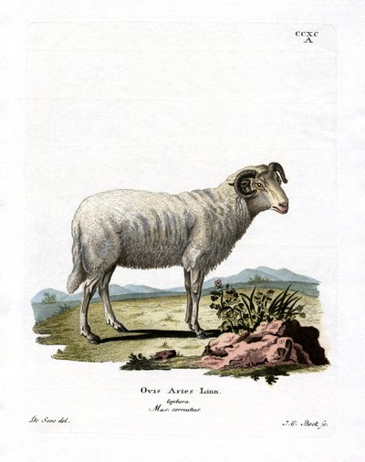 Huisschaap door German School