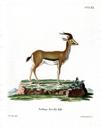 Dorcas Gazelle door German School