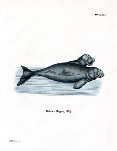 Dugong door German School