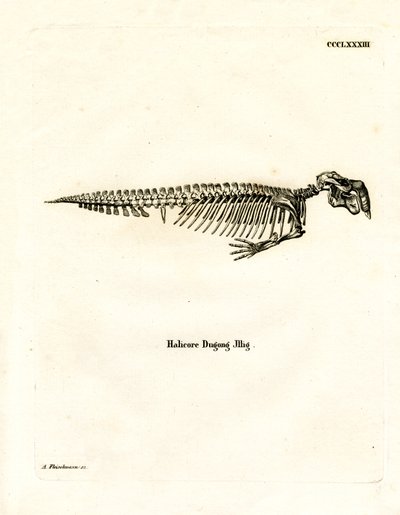 Dugong Skelet door German School