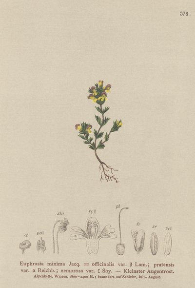 Dwerg Oogentroost (Euphrasia minima, Euphrasia officinalis, Euphrasia pratensis var. nemorosa) door German School