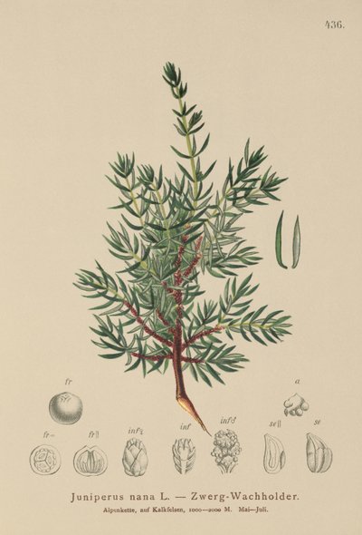 Dwerg Jeneverbes (Juniperus nana, Juniperus communis subsp. nana, Juniperus communis var. saxatilis) door German School