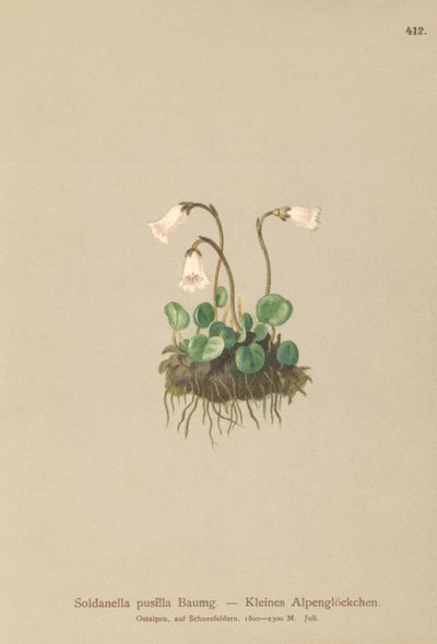 Dwerg Sneeuwklokje (Soldanella pusilla, Soldanella alpicola) door German School