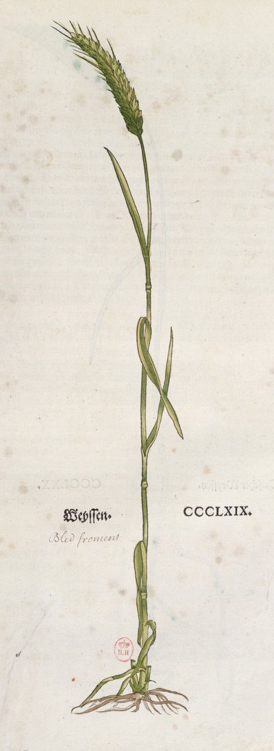 Aar van tarwe, uit Het Herbarium door Leonhart Fuchs (1501-66), gepubliceerd in Basel, 1555 (kleurgravure) door German School