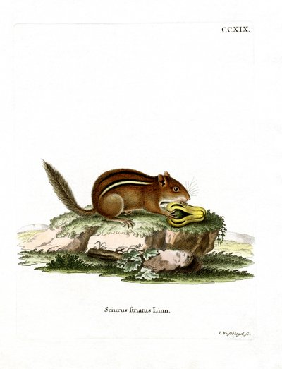 Oostelijke Amerikaanse chipmunk door German School