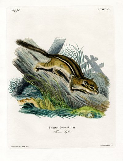 Oostelijke Chipmunk door German School