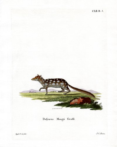 Oostelijke Quoll door German School