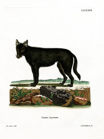 Oostelijke Houtwolf door German School