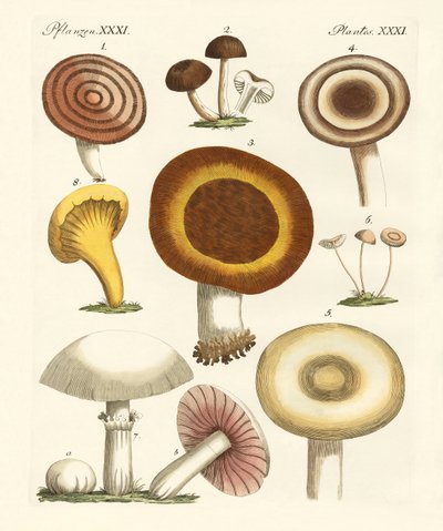 Eetbare paddenstoelen door German School