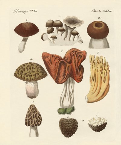 Eetbare paddenstoelen door German School