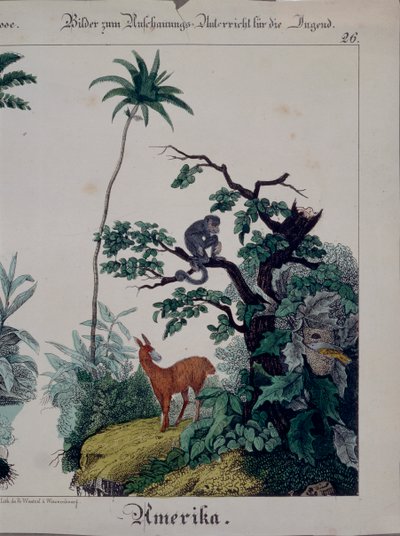 Educatieve poster met flora en fauna van Zuid-Amerika, rechterkant, uitgegeven door F. Wentzel, Weissenburg, 1840 door German School