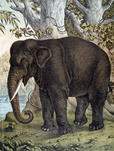 Olifant - in 