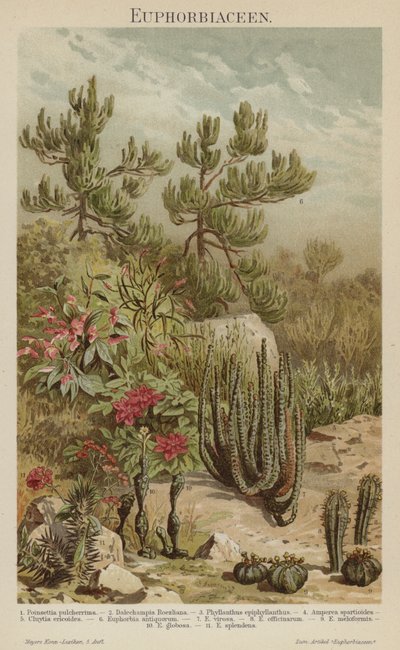 Euphorbia