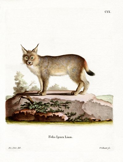 Euraziatische Lynx door German School