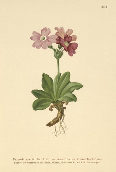 Europese Alpen Sleutelbloem (Primula spectabilis, Auriculastrum primula) door German School