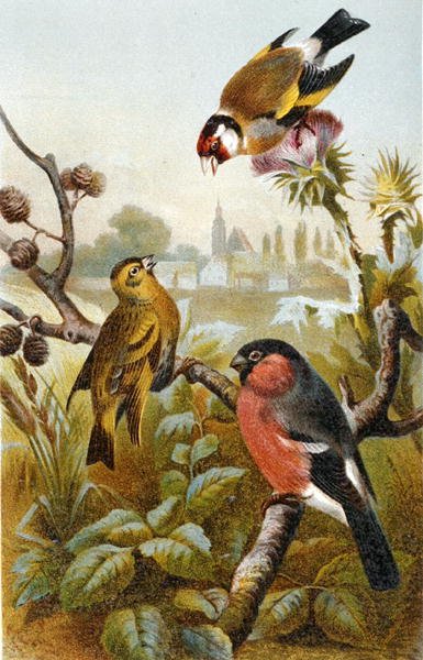 Europese distelvink, Icterine Buulbuul en Euraziatische Goudvink, plaat uit "Brehms Tierleben: Allgemeine Kunde des Tierreichs", deel 4, p. 57, uitgegeven door Bibliographisches Institut door German School