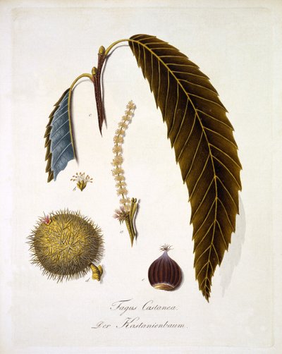 Fagus Castanea, uit 