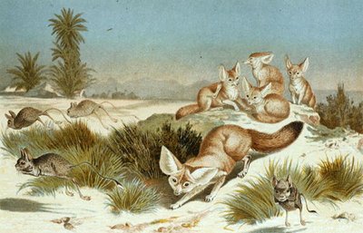 Fennek vos, plaat uit "Brehms Tierleben: Allgemeine Kunde des Tierreichs", vol.2, p.202, uitgegeven door Bibliographisches Institut door German School