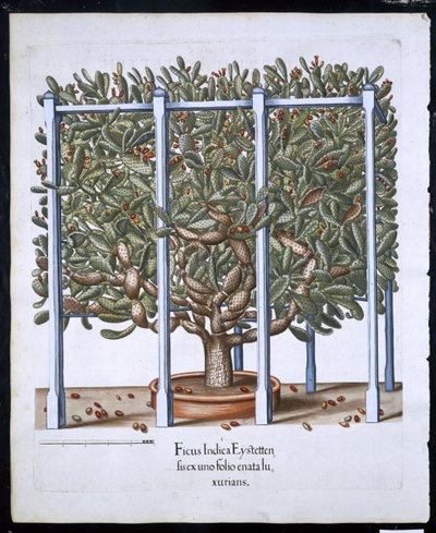 Ficus Indica Eystten uit Hortus Eystettensis door German School