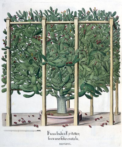 Ficus indica eystettensis, uit de Hortus Eystettensis door Basil Besler (1561-1629), uitgegeven 1613 door German School