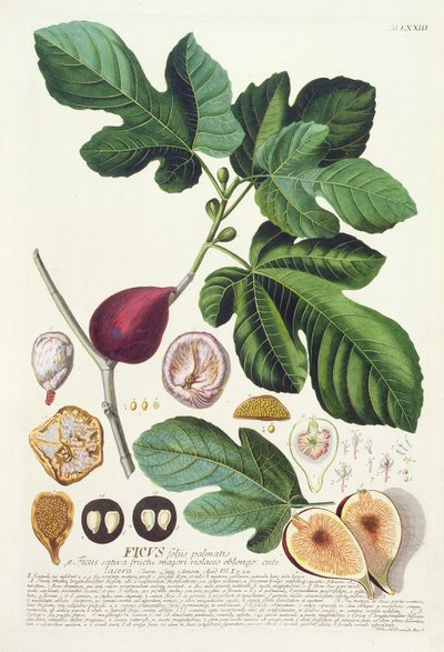 Vijg, gegraveerd door Johann Jakob Haid (1704-67) plaat 73 uit een botanisch boek, uitgegeven door Augustus Vind door German School