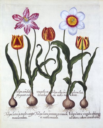 Vijf Tulpen, uit Hortus Eystettensis, door Basil Besler, 1613 door German School