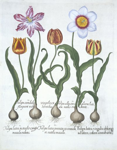 Vijf Tulpen uit Hortus Eystettensis door German School