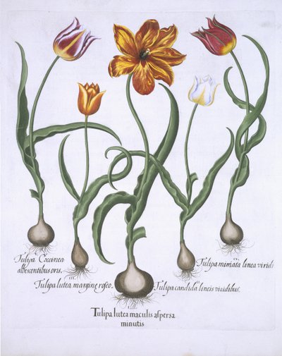 Vijf Tulpen uit Hortus Eystettensis door German School