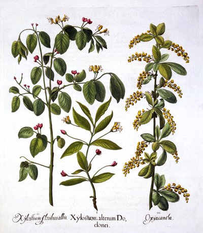 Vliegenstruik en Meidoorn, uit Hortus Eystettensis, door Basil Besler, 1613 door German School