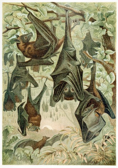 Vliegende vossen, uit Brehms Tierleben, uitgegeven in de jaren 1860 door German School