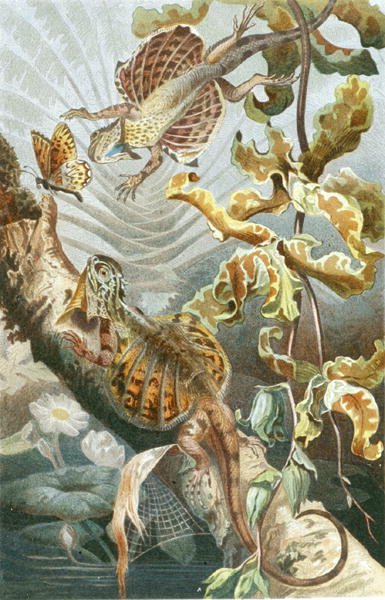 Vliegende Hagedis, plaat uit "Brehms Tierleben: Allgemeine Kunde des Tierreichs", vol.7, p.51, uitgegeven door Bibliographisches Institut door German School