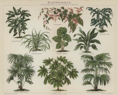 Bladplanten door German School