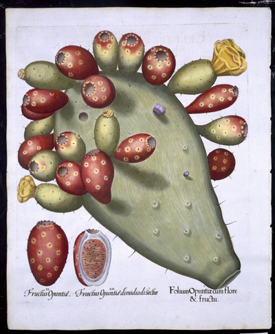 Folium Opuntia uit Hortus Eystettensis door German School