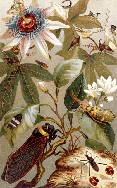 Buitenlandse cicaden, plaat uit Brehms Tierleben: Allgemeine Kunde des Tierreichs, vol.9, p.637, gepubliceerd door Bibliographisches Institut, 1892 door German School