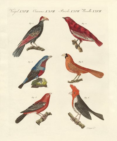 Buitenlandse mooie vogels door German School