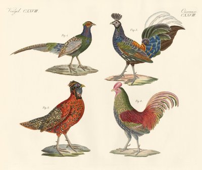 Buitenlandse vogels door German School