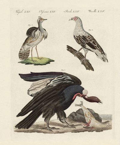 Vreemde vogels door German School