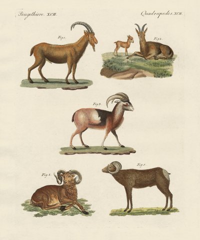 Viervoetige dieren door German School