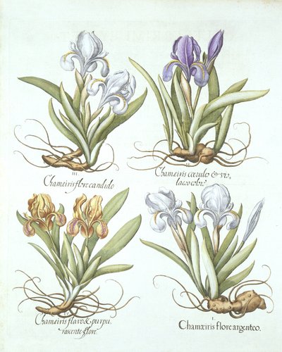 Vier variëteiten van wortelstok irissen, uit Hortus Eystettensis, door Basil Besler, gepubliceerd 1613 door German School