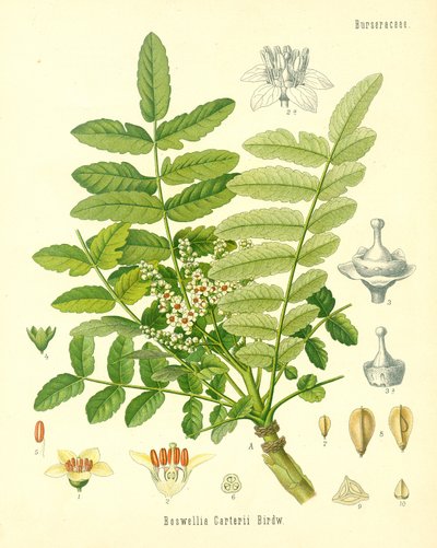 Wierook, illustratie uit Koehlers Medicinale Planten, gepubliceerd in 1887 door German School