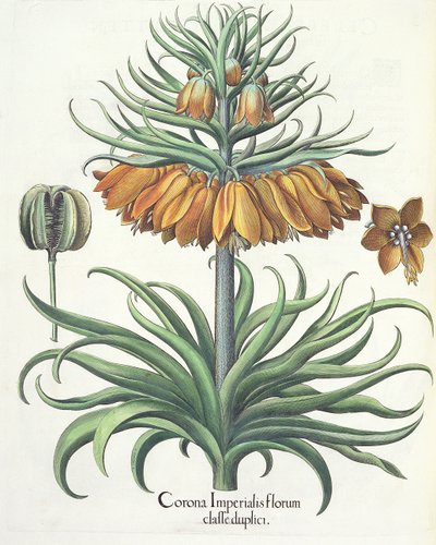 Kievitsbloem: Corona Imperialis florum classe duplici, uit de Hortus Eystettensis door Basil Besler (1561-1629), uitgegeven 1613 door German School