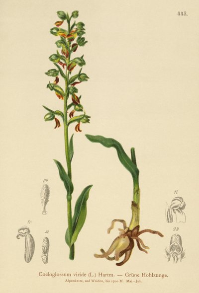 Kikker Orchidee (Coeloglossum viride) door German School
