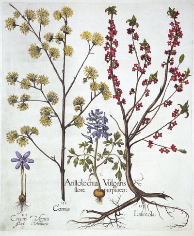 Helmbloem, Peperboompje, Kornoelje en Lentekrokus, uit Hortus Eystettensis, door Basil Besler, 1613 door German School