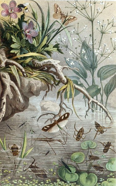 Duitse Waterwantsen en Waterlopers, plaat uit 