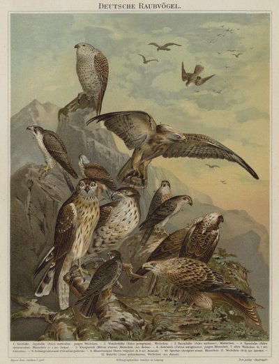 Duitse roofvogels (kleur litho) door German School