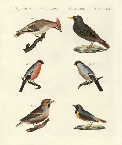 Duitse zangvogels door German School