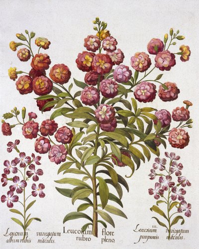 Gillyflower, uit Hortus Eystettensis, door Basil Besler, gepubliceerd 1613 door German School