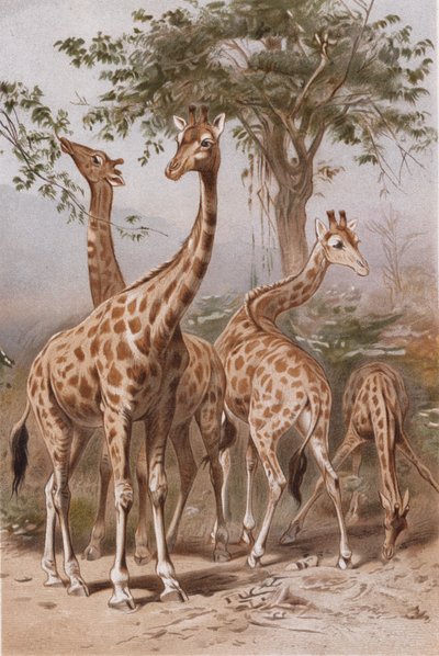 Giraffe, plaat uit Brehms Tierleben: Allgemeine Kunde des Tierreichs, vol.3, p.9, uitgegeven door Bibliographisches Institut, 1891 door German School